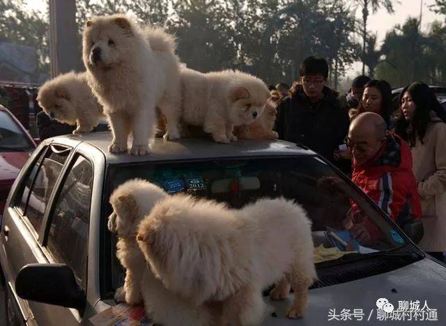 聊城大集狗市繁荣背后的深度观察