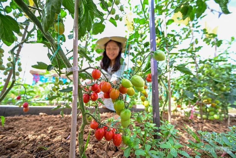 番茄社区一站式生活服务平台，最新网址呈现新面貌